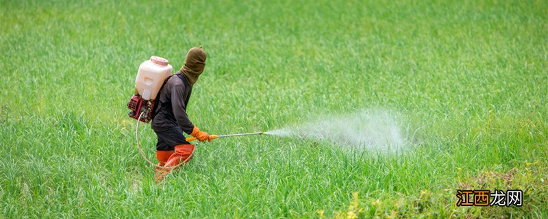 碎米知风草用什么药除 碎米知风草用什么除草剂打死