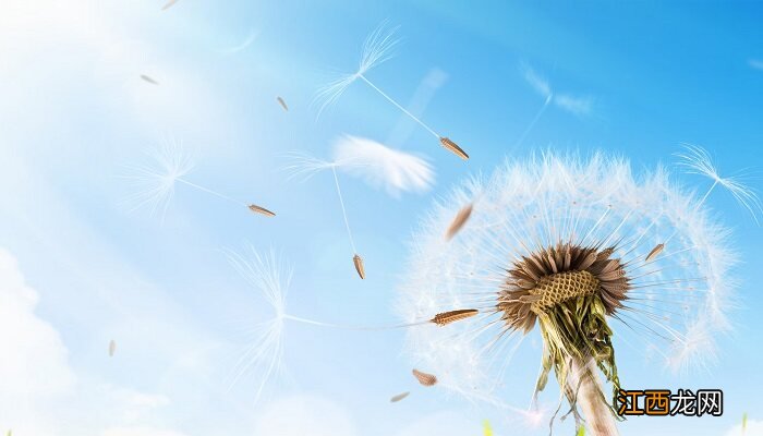蒲公英的花语与寓意古诗词 蒲公英的花语与寓意