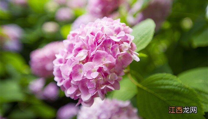 绣球花一年开几次花,花期多久,零下五度根部能冻死吗 绣球花一年开几次花