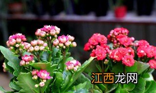 冬天家里不能养哪些花卉呢 冬天家里不能养哪些花卉