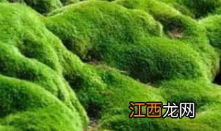 青苔种植养护方法和时间注意事项 青苔种植养护方法和时间