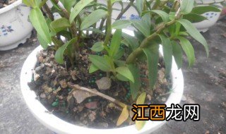 铁皮石斛怎样种植技术 铁皮石斛家庭种植方法