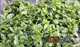 穿心莲的家庭种植方法 穿心莲的种植前景及盆栽种植方法