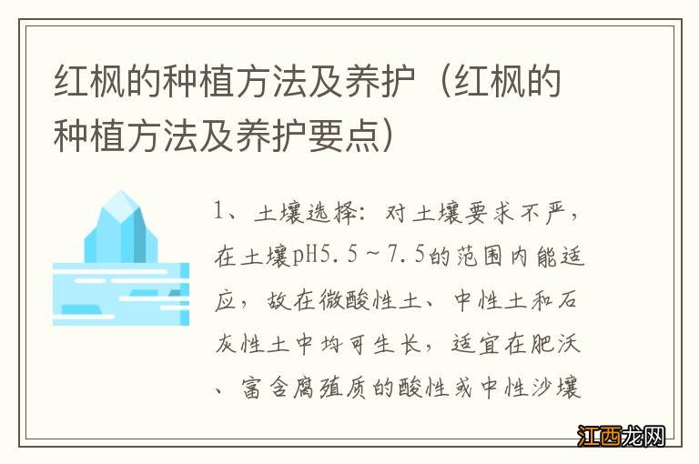 红枫的种植方法及养护要点 红枫的种植方法及养护