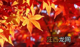 红枫的种植方法及养护要点 红枫的种植方法及养护