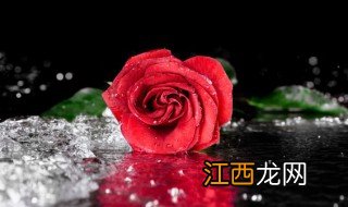 玫瑰怎么种植及养护方法图片 玫瑰怎么种植及养护方法