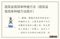 蔬菜盆栽简单种植方法图片 蔬菜盆栽简单种植方法