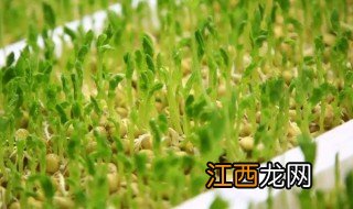 雪豆种植方法简单 雪豆的种植方法