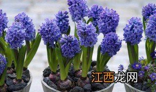 风信子种植养护方法 风信子的养植方法