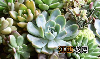 冬天种植多肉养护方法 多肉冬天的养殖方法