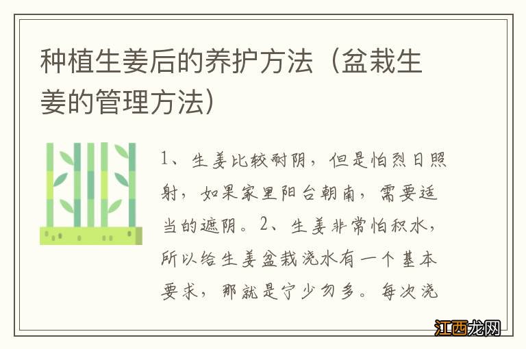 盆栽生姜的管理方法 种植生姜后的养护方法