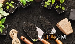 凤梨的种植方法及养护，凤梨的种植方法及养护技术