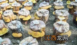 桑黄种植方法简单 桑黄的种植方法