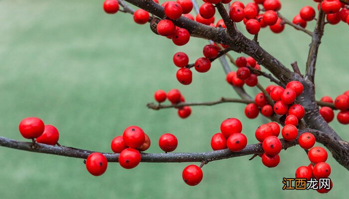 冬青树种植方法视频 冬青树种植方法