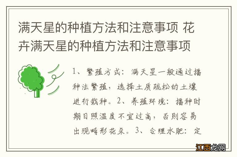 满天星的种植方法和注意事项 花卉满天星的种植方法和注意事项