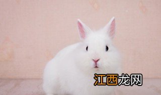 兔本命年是哪一年 兔的本命年是什么颜色