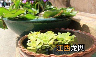 睡莲家庭种植方法 睡莲家庭种植方法视频