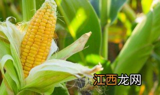 玉米的种植养护方法视频 玉米的种植养护方法