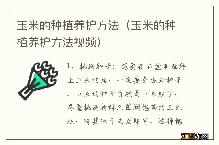 玉米的种植养护方法视频 玉米的种植养护方法