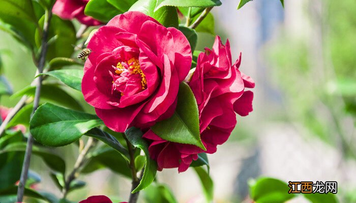 昆明的市花是什么花啊 昆明的市花是什么花