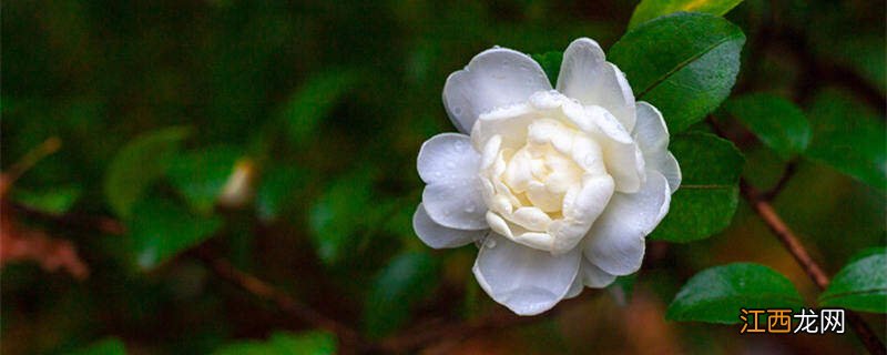 昆明的市花是什么花啊 昆明的市花是什么花