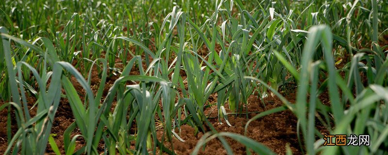 什么时候种植大蒜最好 大蒜几月份开始种植