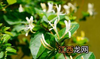 三叶草种植养护方法 三叶草种植养护方法视频