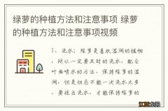 绿萝的种植方法和注意事项 绿萝的种植方法和注意事项视频