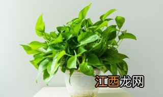 绿萝的种植方法和注意事项 绿萝的种植方法和注意事项视频