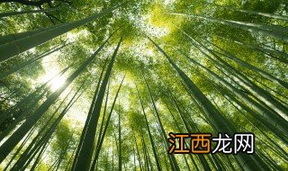 竹子简单种植方法大全 竹子简单种植方法