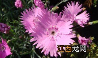 室外常青植物有哪些 室内常绿植物有哪些