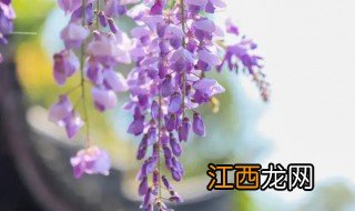 室外爬墙植物有哪些 室外爬墙植物有哪些种类