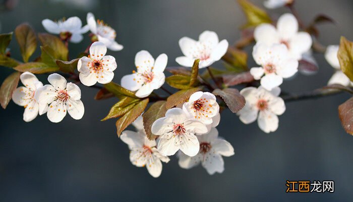 日本樱花季节是几月份 日本樱花季节