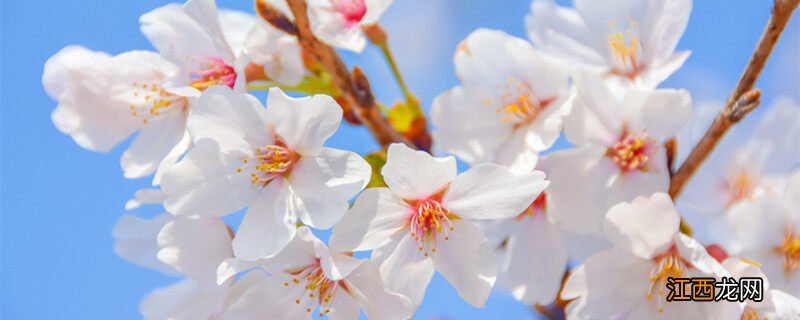 日本樱花季节是几月份 日本樱花季节