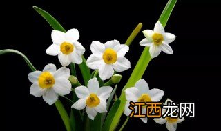 水仙花几月份开花，水仙花几月份开花呀