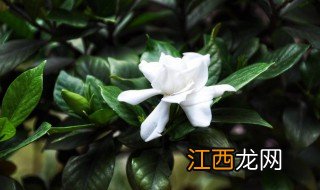 栀子花开花时应该注意什么? 栀子花开花方法和注意事项