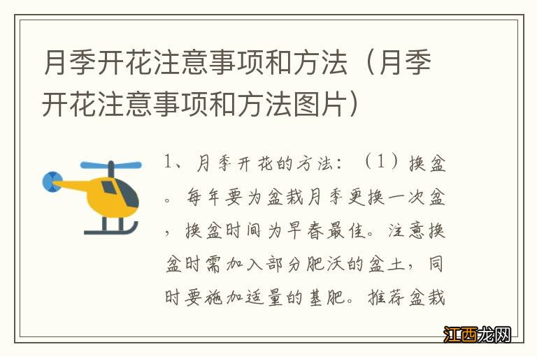 月季开花注意事项和方法图片 月季开花注意事项和方法