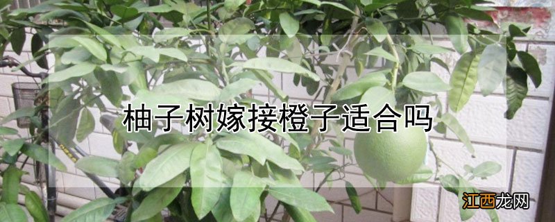 柚子树嫁接橙子适合吗