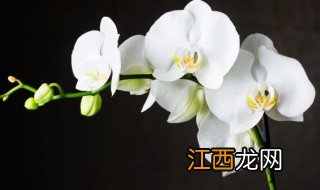 铃兰种植方法和注意事项，铃兰种植方法和注意事项图片