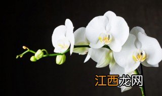 兰花种植方法要点 兰花种植方法注意事项