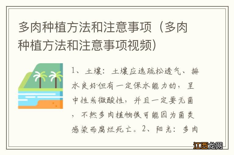 多肉种植方法和注意事项视频 多肉种植方法和注意事项