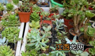 多肉种植方法和注意事项视频 多肉种植方法和注意事项