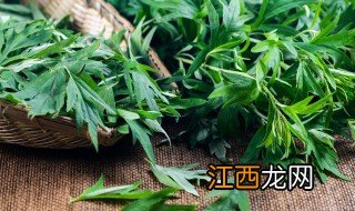 艾草的种植技术及养护方法 艾草种植技术及管理方法