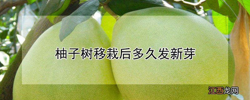 柚子树移栽后多久发新芽