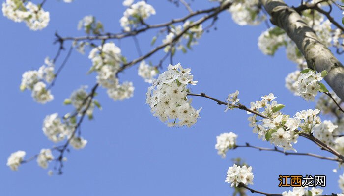 梨花是什么季节开的,什么时候结果 梨花是什么季节开的