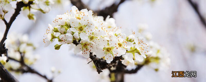 梨花是什么季节开的,什么时候结果 梨花是什么季节开的