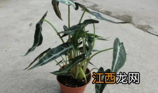 海芋在室内养殖好吗? 海芋适合室内种吗