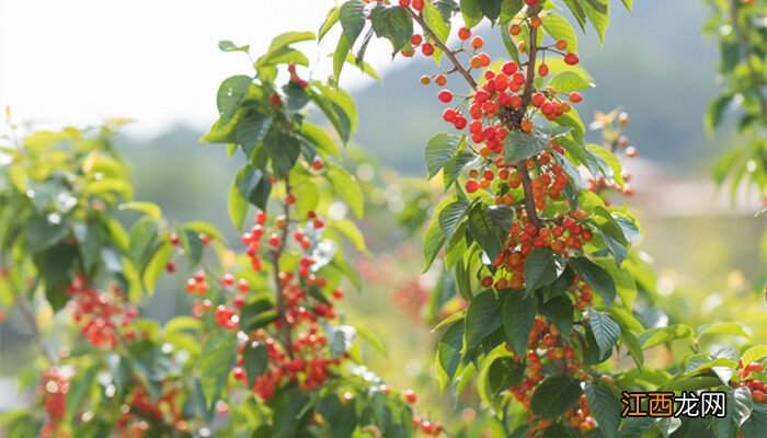 樱桃栽培种植方法视频 樱桃栽培种植方法