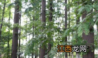 水杉树适合种室内吗，水杉树适合种室内吗风水好吗