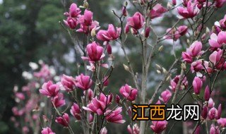 玉兰适合种在室内吗北方 玉兰适合种在室内吗